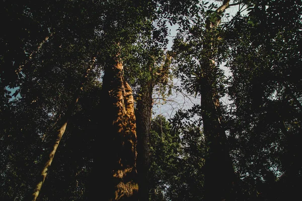 Лесные Деревья Природный Пейзаж — стоковое фото