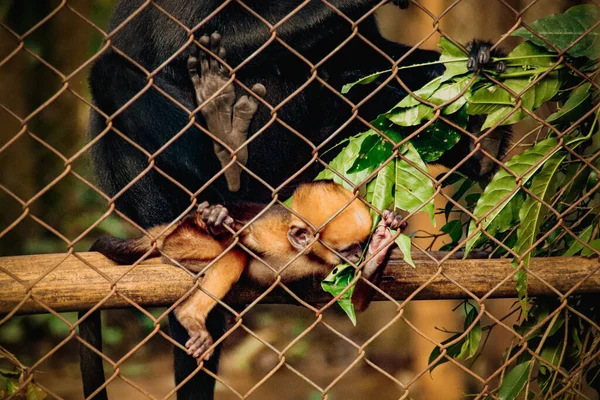 Μαϊμού Μαύρο Μωρό Στο Ζωολογικό Κήπο — Φωτογραφία Αρχείου