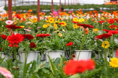 Bahçedeki güzel renkli çiçekler.