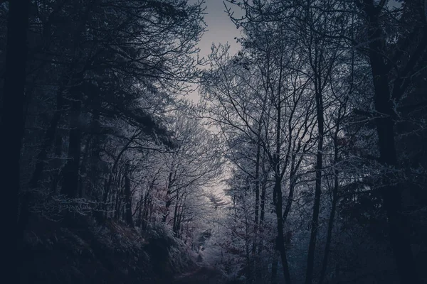 Dark Winter Forest Covered Frost — Stock Photo, Image