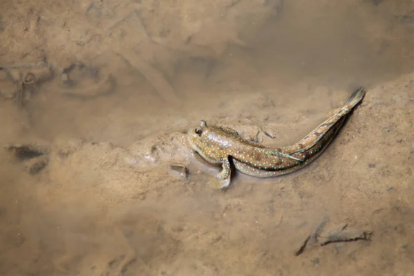 河里的褐色蛤蟆 Bufo Bufo — 图库照片