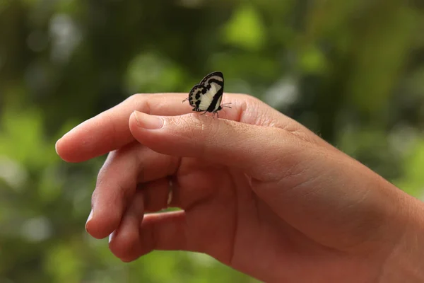 Kelebeği Tutan Bir Ele Yaklaş — Stok fotoğraf