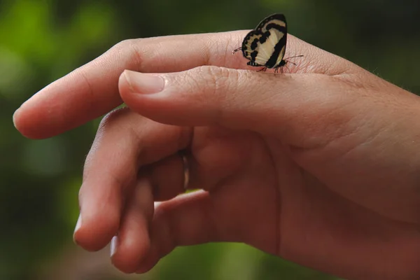 Бабочка Руке — стоковое фото