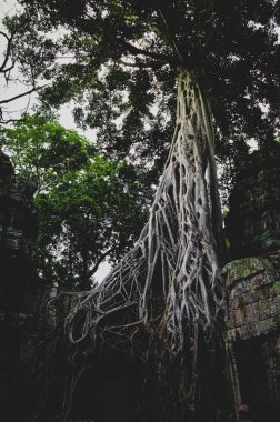 Kamboçya 'daki Angkor Wat tapınağındaki antik ağaç.