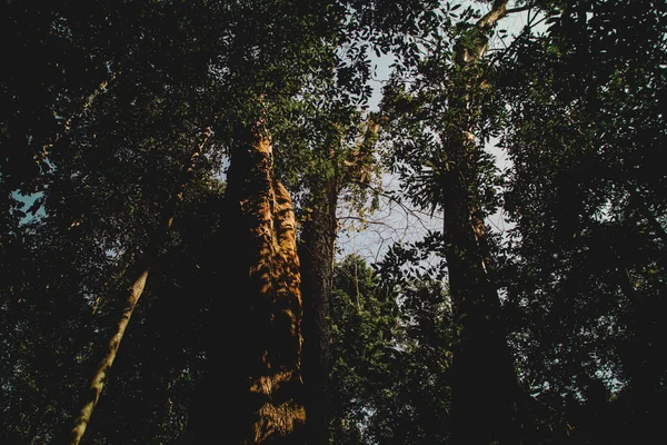 森林的美丽景色 — 图库照片