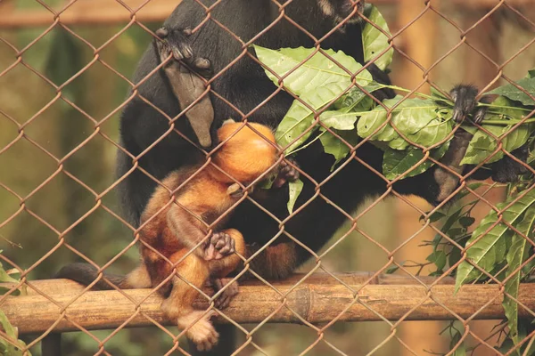 Nahaufnahme Eines Schwarzen Affen Der Auf Einem Zaun Sitzt — Stockfoto