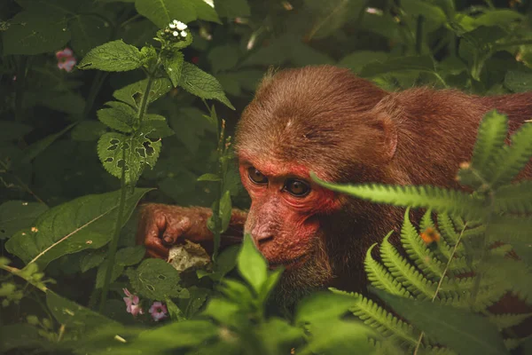 Roter Affe Dschungel — Stockfoto