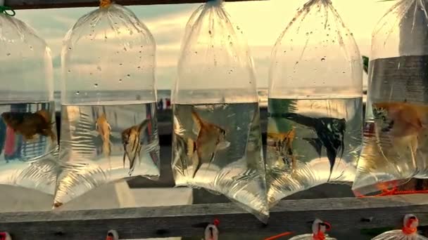 Fische Plastiktüten Aufgehängt Und Dipolog Boulevard Verkauft — Stockvideo