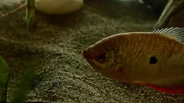 水族館でネイティブなゴラミの魚の近くに — ストック動画
