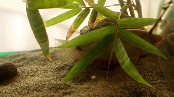 水族館の葉の下に隠れているネイティブゴラミの魚の近く — ストック動画