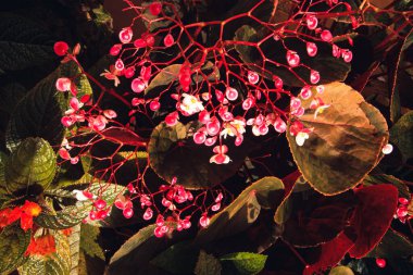 kırmızı çiçekler, çiçek arkaplanı