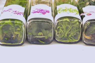 Kavanozlarda taze organik sebzeler var.