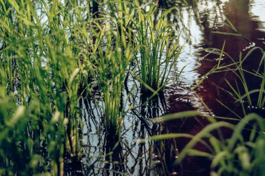 Doğanın güzel manzarası