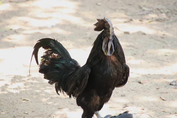 black chicken species taken in Ben Tre