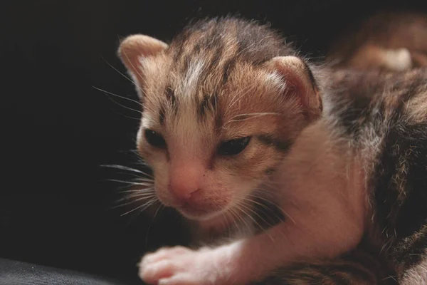 一只可爱的绒毛猫咪的特写镜头 — 图库照片