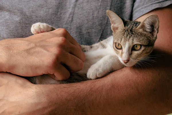 Kucing Itu Berbaring Lengannya Dan Melihat Pemiliknya — Stok Foto