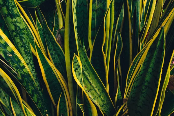 Close Green Tropical Leaf — Stockfoto
