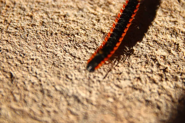 Closeup Shot Beautiful Caterpillar Black Background — ストック写真