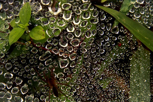Drops Dew Green Web — Stock Photo, Image