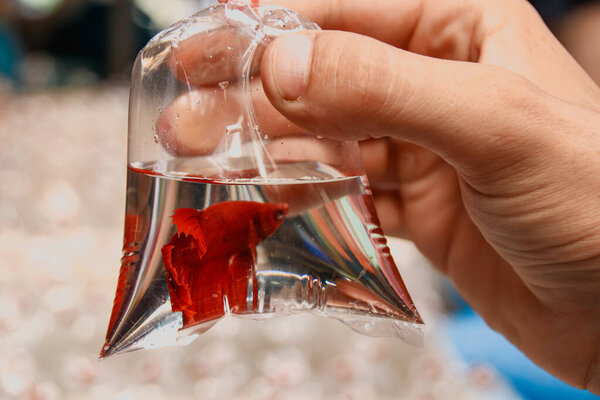 красная рыба в руке