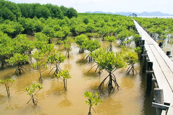 mangrove tree in mangrove farm.