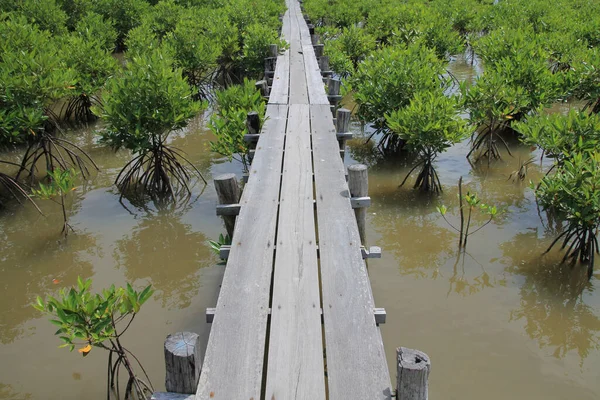 mangrove trees on the mangrove river