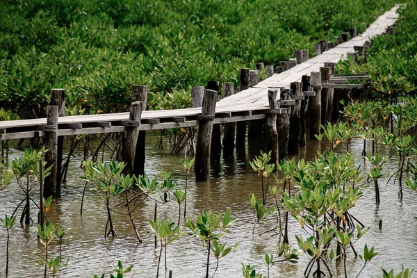 Mangrovenbäume Mit Holzbrücke Meer Wald Und Wald Stockbild