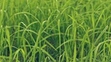  Çevredeki yeşil çimenlerin hafif meltemde huzurlu hareketi