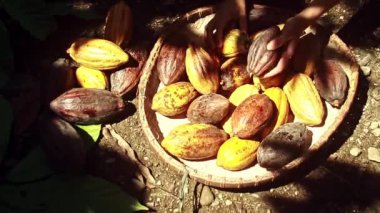 Çikolatayı sürdürülebilir hale getirmek için olgun kakao meyvesi toplama manzarası 