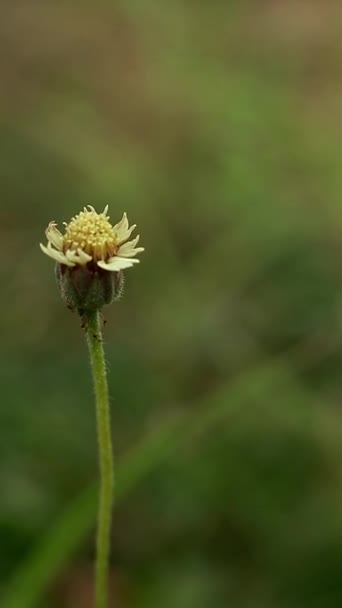 在草地上爬行的蚂蚁在野花上轻轻摇曳的环境动作 — 图库视频影像