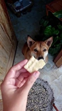 POV el bilgisayarı Mutlu Köpek ödül almak için arka ayakları üzerinde duruyor