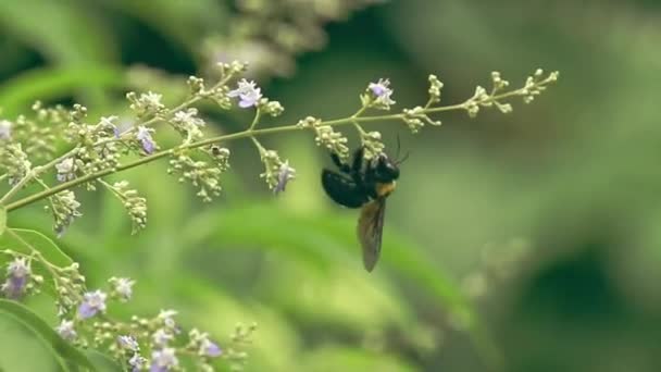 Pszczoła Trzymająca Się Lagundi Kwiaty Piękno Wiosny — Wideo stockowe
