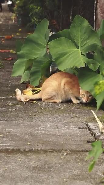 Ginger Cat Lurking Taro Leaves Sidewalk — Stock Video