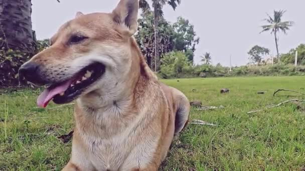 Söt Flämtande Gård Hund Liggande Och Vilar Det Gröna Gräset — Stockvideo