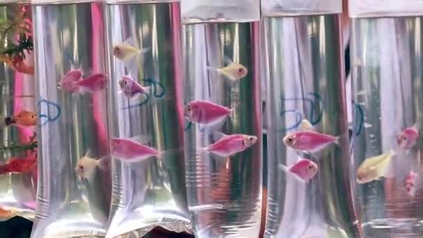 Gros Plan Tetras Glofish Roses Dans Des Contenants Suspendus Plastique — Video