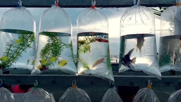 Mollies Tetras Angelfish Bolsas Individuales Balanceándose Fuerte Viento — Vídeo de stock