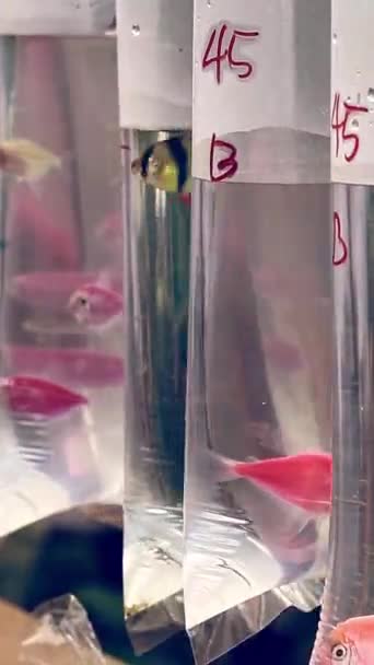 Zamknij Pink Tetra Glofish Tetra Wewnątrz Wahadłowe Pojemniki Plastikowe Torba — Wideo stockowe