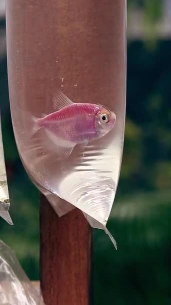 Nahaufnahme Eines Rosa Tetra Glofish Der Hängenden Plastiktüten Verkauft Wird — Stockvideo