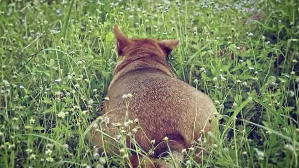 Visão Traseira Cão Gordo Comendo Suas Guloseimas Entre Flores Silvestres — Vídeo de Stock