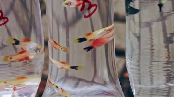塑料容器中出售的色彩艳丽的杜鹃 — 图库视频影像