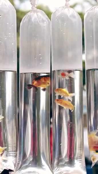 Peixe Dourado Batata Frita Carpa Vendidos Recipientes Saco Plástico Pendurado — Vídeo de Stock