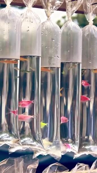 Glofish Тетра Zebrafish Продаются Висячих Пластиковых Контейнерах — стоковое видео