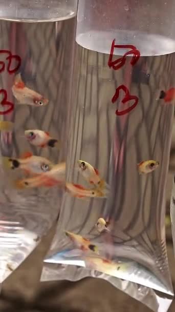 Red Guppies Sold Hanging Plastic Bag Containers — Stock Video