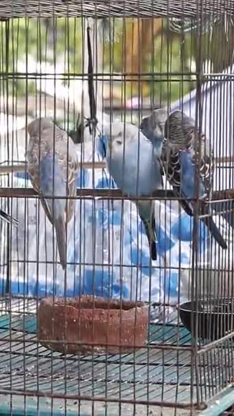 Uykulu Mavi Aşk Kuşları Kafeste — Stok video