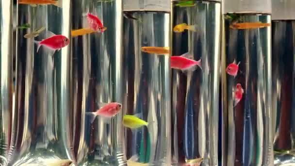 Glofishes Venta Bolsa Plástico Individual — Vídeos de Stock