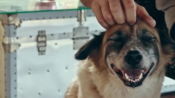 Dog Smiling While Getting Head Scratch — Stock Video