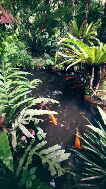 Vertikale Umgebungsbewegung Karpfen Tropischen Gartenteich — Stockvideo