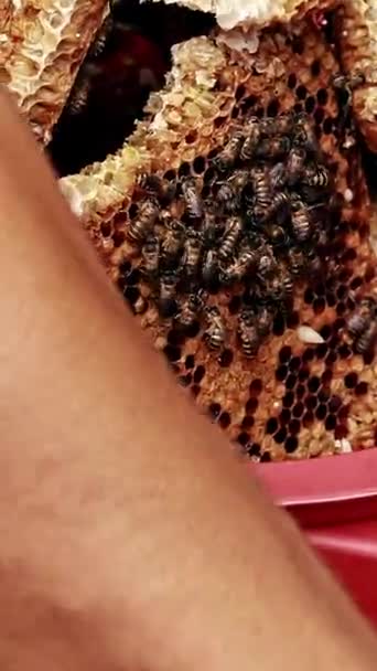 与蜂窝野生蜂蜜销售商中的活蜂群紧密相连 — 图库视频影像