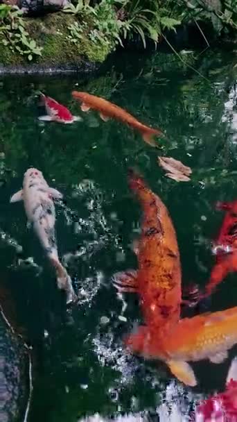 Vertikální Koi Ryby Skotačí Jezírku — Stock video