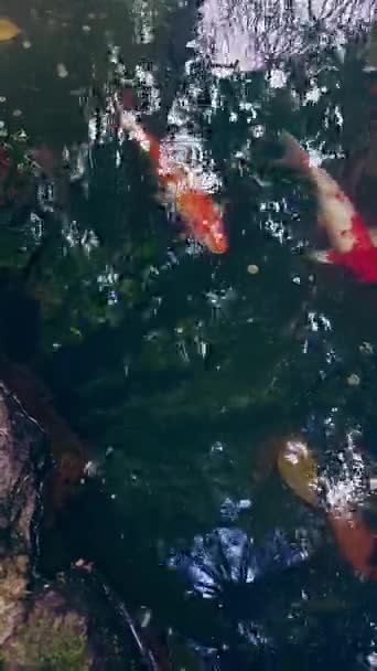 Vertikal Über Dem Kopf Schwimmende Riesenkarpfen — Stockvideo